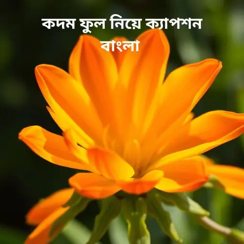 কদম ফুল নিয়ে ক্যাপশন বাংলা