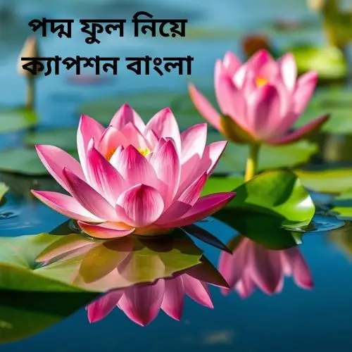 পদ্ম ফুল নিয়ে ক্যাপশন বাংলা