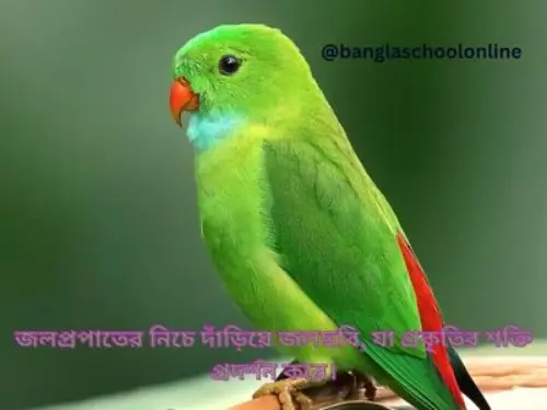 রঙিন ছবির ক্যাপশন/ Colorful photo captions